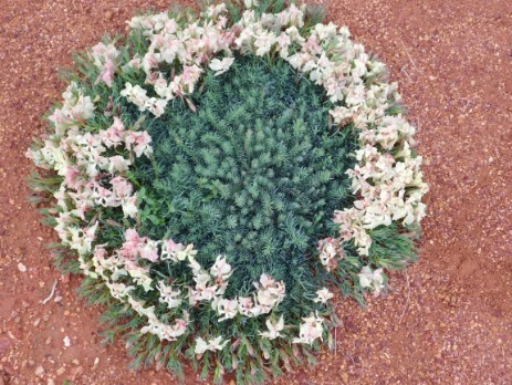 wreath flower